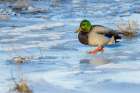 Mallard drake navigating frozen wetland Art Print